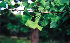 Ginkgo-Blatt
